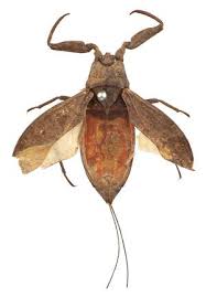 Attēlu rezultāti vaicājumam “Nepa cinerea”