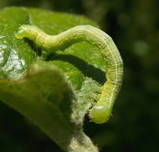 Attēlu rezultāti vaicājumam “Alsophila aescularia”