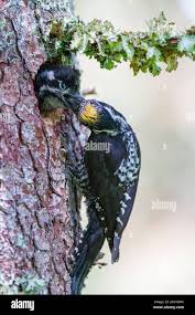 Attēlu rezultāti vaicājumam “Picoides tridactylus”