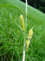 Attēlu rezultāti vaicājumam “Carex vesicaria”