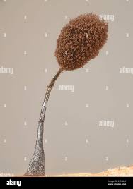 Attēlu rezultāti vaicājumam “Diderma spumarioides young”