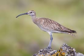 Attēlu rezultāti vaicājumam “Numenius phaeopus adult”