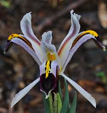 Attēlu rezultāti vaicājumam “Iris rosenbachiana”