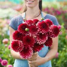 Image result for Dahlia `Red Skin`