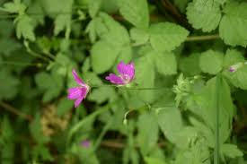Attēlu rezultāti vaicājumam “Geranium palustre”