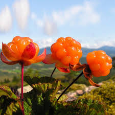 Attēlu rezultāti vaicājumam “Rubus chamaemorus flower”
