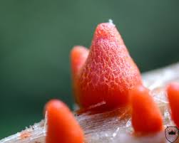 Attēlu rezultāti vaicājumam “Badhamia lilacina macro”