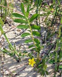 Attēlu rezultāti vaicājumam “Argentina anserina”