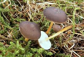 Attēlu rezultāti vaicājumam “Strobilurus esculentus”