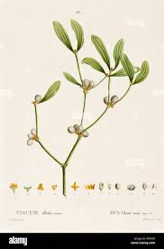 Attēlu rezultāti vaicājumam “Viscum album”