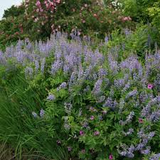 Attēlu rezultāti vaicājumam “Galega orientalis”