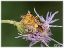 Attēlu rezultāti vaicājumam “Carpocoris sp. nymph”