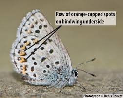 Attēlu rezultāti vaicājumam “Plebejus idas”