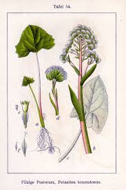 Attēlu rezultāti vaicājumam “Petasites spurius flower”