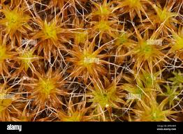 Attēlu rezultāti vaicājumam “Syntrichia ruralis var. ruralis sporophyte”