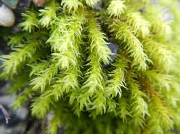 Attēlu rezultāti vaicājumam “Anomodon viticulosus”