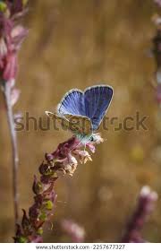 Attēlu rezultāti vaicājumam “Polyommatinae”