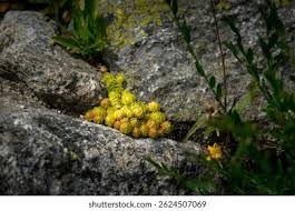 Attēlu rezultāti vaicājumam “Jovibarba globifera flower”