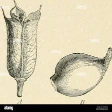 Attēlu rezultāti vaicājumam “Ranunculus acris fruit”