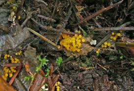 Attēlu rezultāti vaicājumam “Byssonectria fusispora”