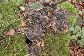 Attēlu rezultāti vaicājumam “Gloeophyllum odoratum”