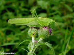 Attēlu rezultāti vaicājumam “Tettigonia viridissima”