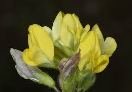 Attēlu rezultāti vaicājumam “Medicago sativa subsp. falcata”