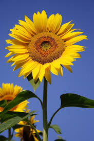 Image result for Sonnenblume