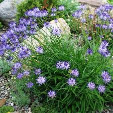 Attēlu rezultāti vaicājumam “Phyteuma spicatum fruit”