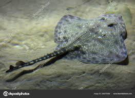 Image result for Raja montagui