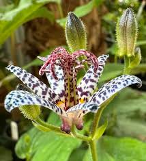 Image result for Tricyrtis `Black Beauty`