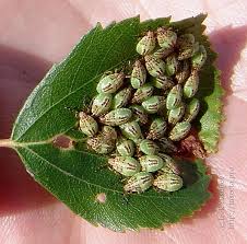 Attēlu rezultāti vaicājumam “Elasmucha grisea imago”