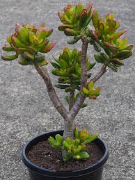Image result for Crassula hobbit