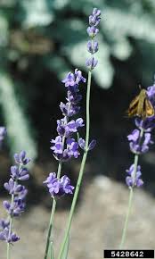Attēlu rezultāti vaicājumam “Lavandula angustifolia flower”