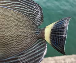 Image result for Acanthurus blochii