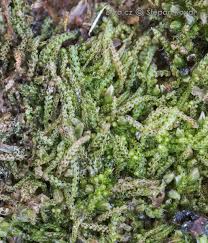 Attēlu rezultāti vaicājumam “Nowellia curvifolia”