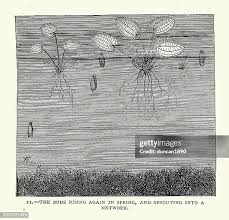 Attēlu rezultāti vaicājumam “Hydrocharis morsus-ranae bud”