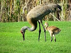 Image result for Grus canadensis