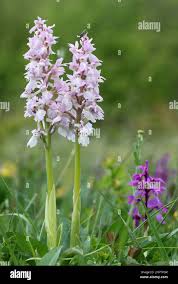 Attēlu rezultāti vaicājumam “Orchis mascula flower”