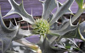 Attēlu rezultāti vaicājumam “Eryngium maritimum”