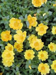 Attēlu rezultāti vaicājumam “Portulaca oleracea flower”