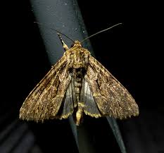 Attēlu rezultāti vaicājumam “Apamea monoglypha”