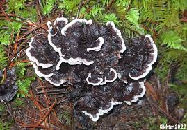 Attēlu rezultāti vaicājumam “Phellodon niger”