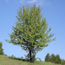 Attēlu rezultāti vaicājumam “Pyrus pyraster”