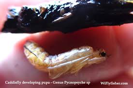 Attēlu rezultāti vaicājumam “Trichoptera egg mass”