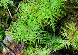 Attēlu rezultāti vaicājumam “Hylocomium splendens sporophyte”