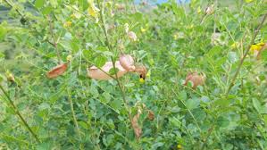 Image result for Colutea x media (arborescens x orientalis)