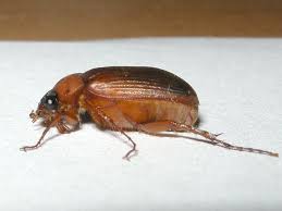 Attēlu rezultāti vaicājumam “Serica brunnea”