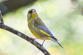 Attēlu rezultāti vaicājumam “Chloris chloris male”