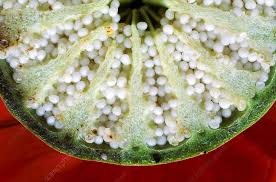 Attēlu rezultāti vaicājumam “Papaver argemone fruit”